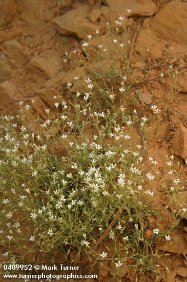 Minuartia nuttallii