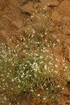 Nuttall's sandwort