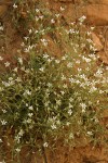 Nuttall's sandwort