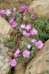 Siskiyou Willowherb