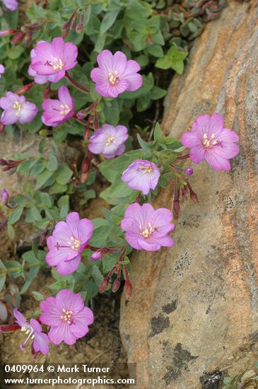 Epilobium siskiyouense