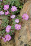 Siskiyou Willowherb