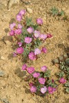 Siskiyou Willowherb