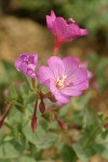 Siskiyou Willowherb blossoms & foliage detail