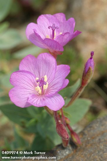 Epilobium siskiyouense