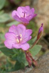 Siskiyou Willowherb blossoms & foliage detail