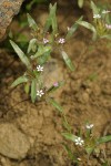 Yellow-staining Collomia