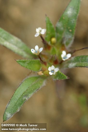 Collomia tinctoria