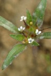 Yellow-staining Collomia blossoms & foliage detail