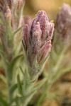 Splithair Indian Paintbrush bracts & blossoms detail