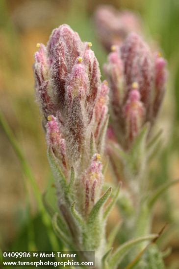 Castilleja schizotricha