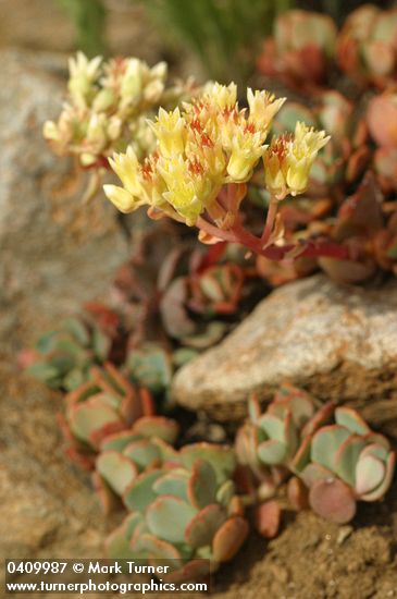 Sedum obtusatum