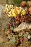 Sierra Sedum