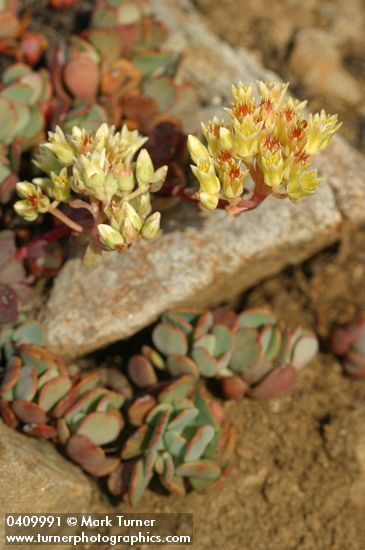 Sedum obtusatum