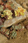 Sierra Sedum