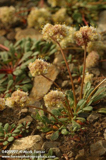 Cistanthe umbellata