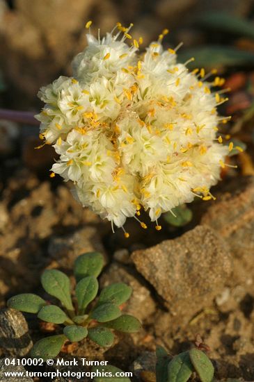 Cistanthe umbellata