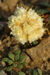 Pussypaws blossoms & foliage detail