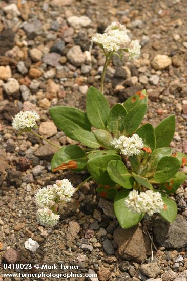 Eriogonum pyrolifolium var. coryphaeum