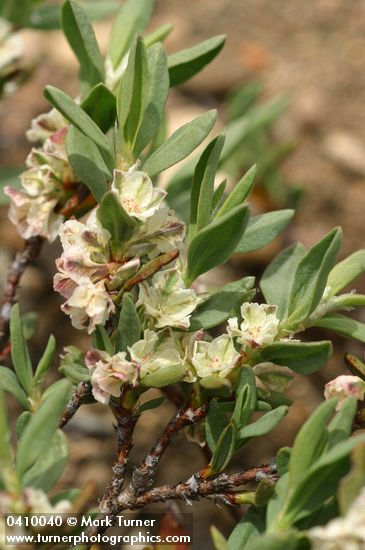 Polygonum shastense