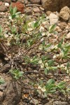 Shasta Knotweed