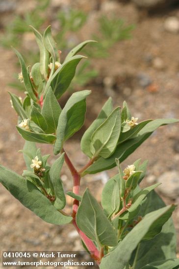 Polygonum davisiae (P. newberryi)