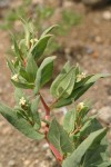 Newberry's Knotweed