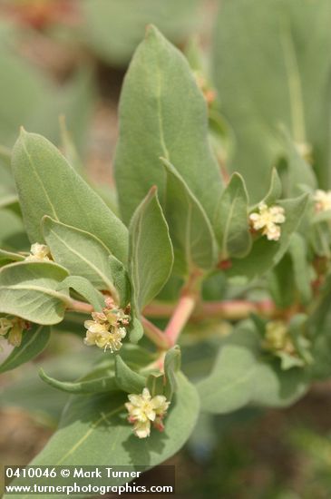 Polygonum davisiae (P. newberryi)