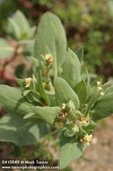 Polygonum davisiae (P. newberryi)