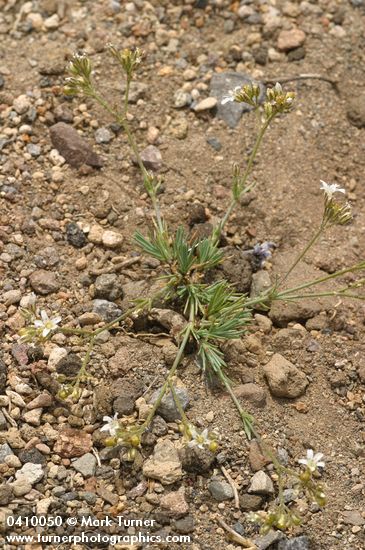 Arenaria pumicola