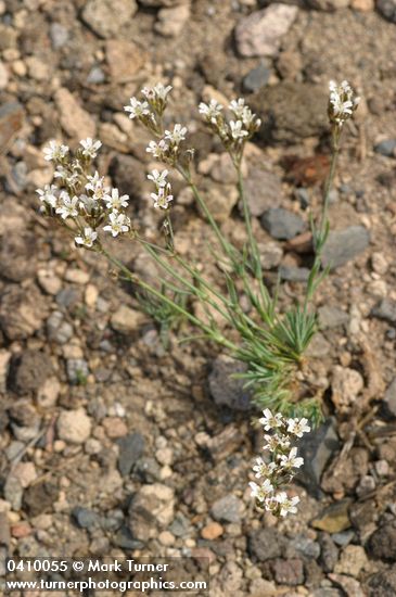 Arenaria pumicola