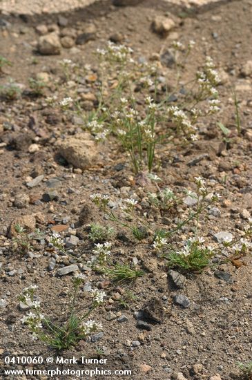 Arenaria pumicola