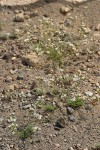Crater Lake Sandwort