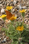 Dwarf Hulsea w/ Callippe Fritillary butterfly