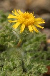 Dwarf Hulsea blossom & foliage detail