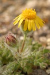 Dwarf Hulsea blossom & foliage detail