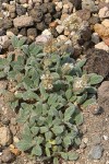 Silverleaf Phacelia