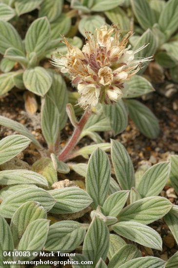 Phacelia hastata var. compacta