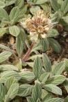 Silverleaf Phacelia blossoms & foliage detail
