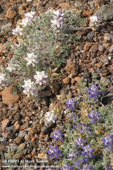 Lupinus lepidus var. lobbii