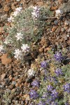 Elegant Lupine (white & blue forms)