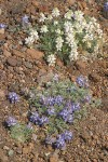 Elegant Lupine (white & blue forms)