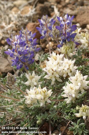 Lupinus lepidus var. lobbii