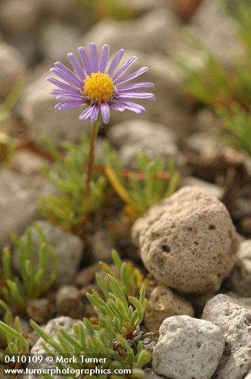 Erigeron elegantulus