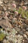 Cushion Buckwheat