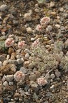 Cushion Buckwheat