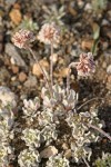 Cushion Buckwheat