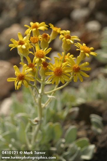 Packera cana (Senecio canus)