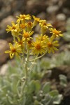 Woolly Butterweed