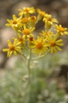 Woolly Butterweed